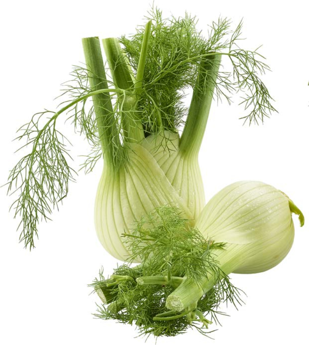 Fenchel DEUTSCHLAND