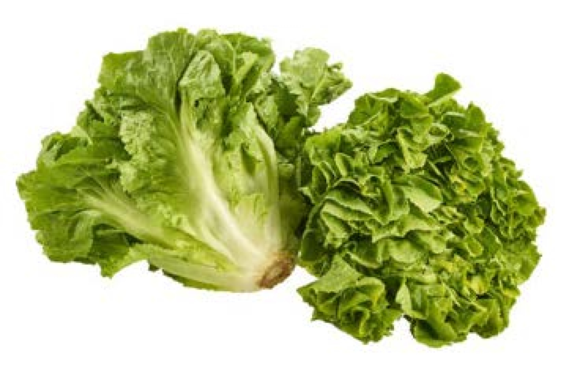 Endiviensalat DEUTSCHLAND DEMETER