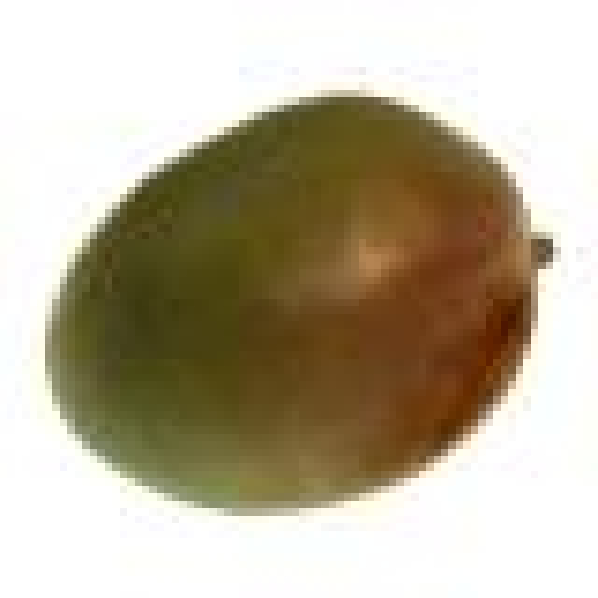Mango Osteen/ Kent/ Ataulfo