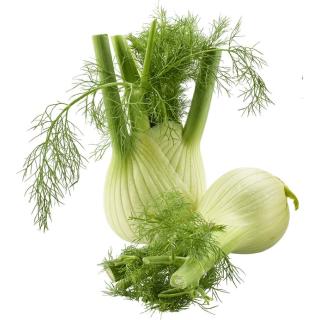 Fenchel DEUTSCHLAND