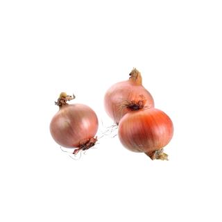 Gemüsezwiebel mild