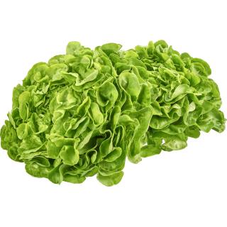 Eichblattsalat DEMETER