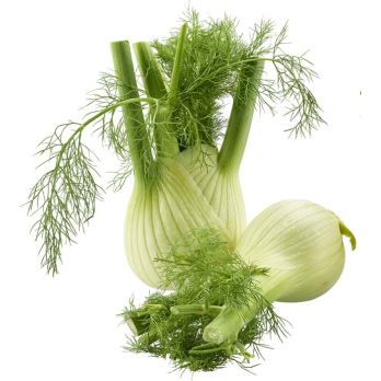 Fenchel DEUTSCHLAND