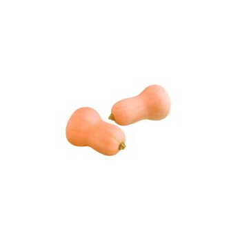 Kürbis Butternut