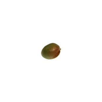 Mango Osteen/ Kent
