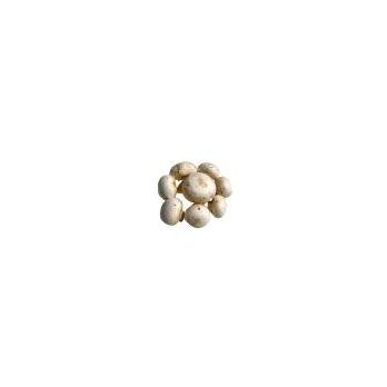 Champignon braun lose Deutschland